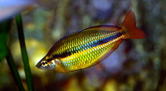Melanotaenia trifasciata photo
