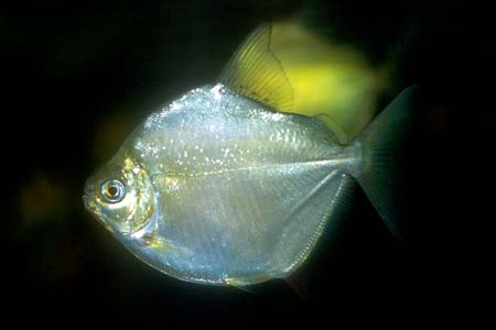 Metynnis hypsauchen photo