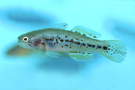 Mogurnda adspersa photo