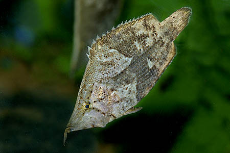 Monocirrhus polyacanthus photo