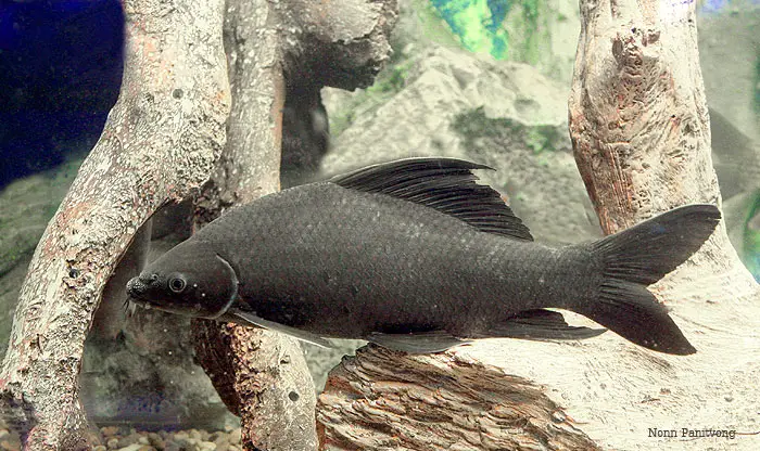 Labeo chrysophekadion photo