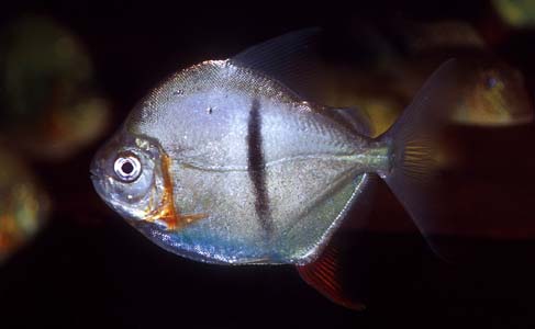 Myleus schomburgkii photo