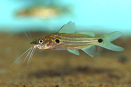 Mystus bleekeri photo
