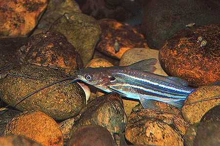 Mystus mysticetus photo