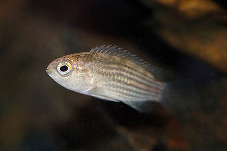 Nannacara taenia photo