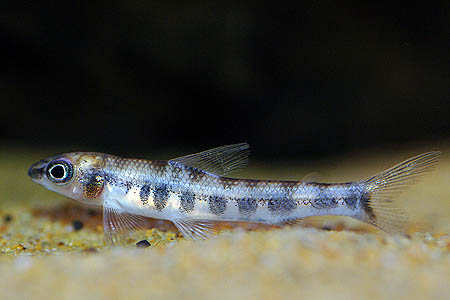 Nannocharax brevis photo