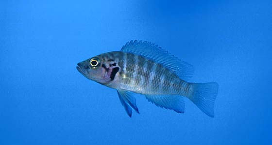 Neolamprologus savoryi photo