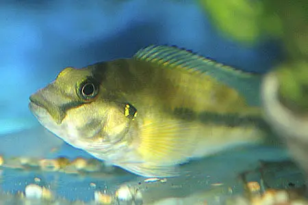 Orthochromis stormsi photo
