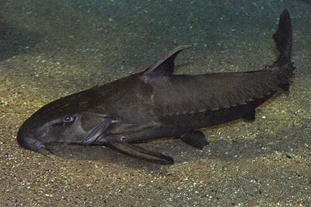 Oxydoras niger photo