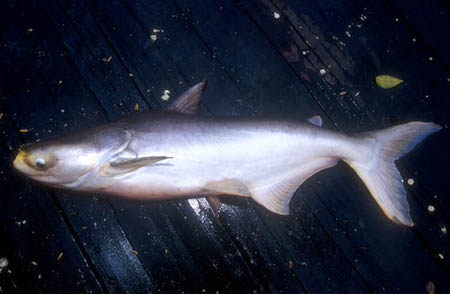 Pangasianodon gigas photo
