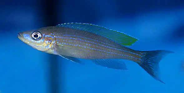 Paracyprichromis brieni photo