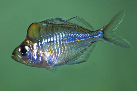 Parambassis pulcinella photo
