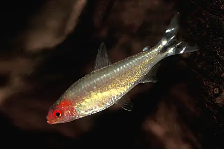 Petitella georgiae photo