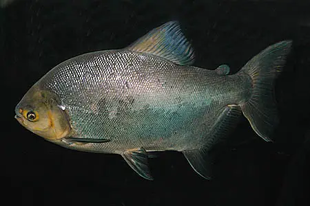 Piaractus brachypomus photo