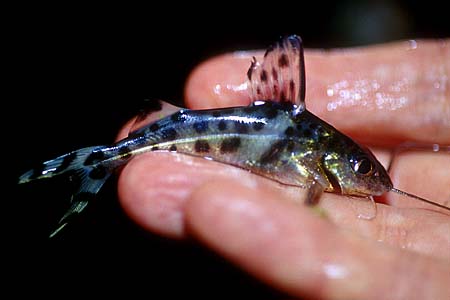 Pimelodus pictus photo