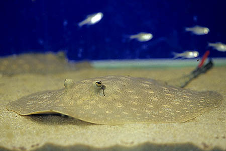 Potamotrygon scobina photo