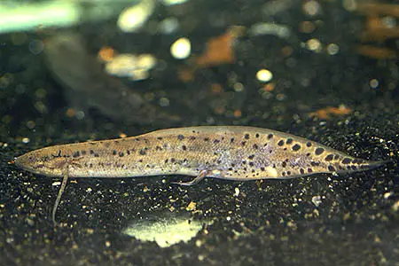 Protopterus annectens annectens photo