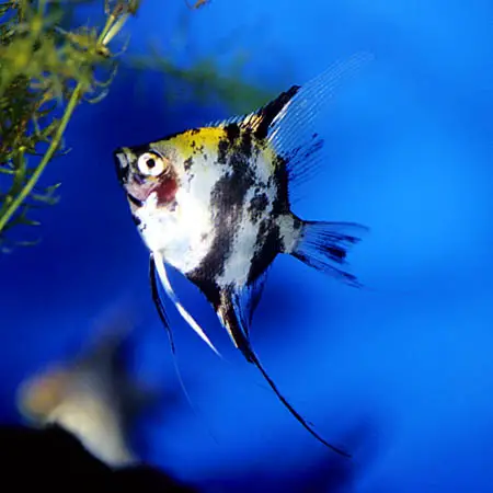 Pterophyllum "scalare" photo