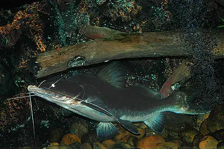 Sperata aor photo