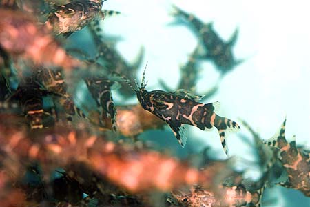 Synodontis nigriventris photo
