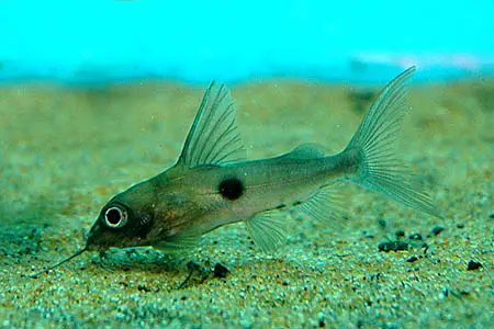 Synodontis notata photo