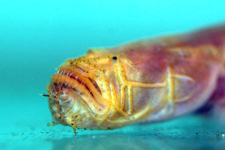 Taenioides cirratus photo