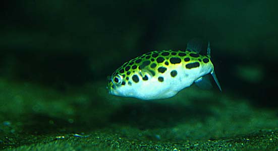 Tetraodon fluviatilis photo