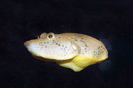 Tetraodon miurus photo