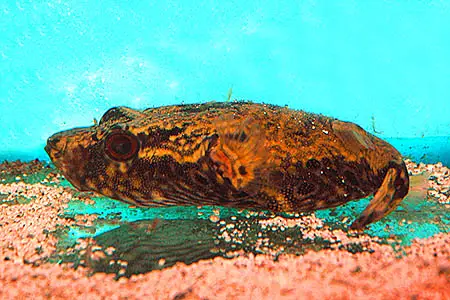 Tetraodon palembangensis photo