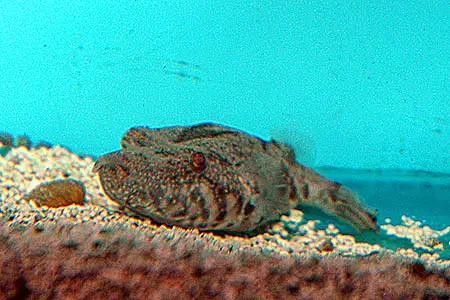 Tetraodon suvattii photo