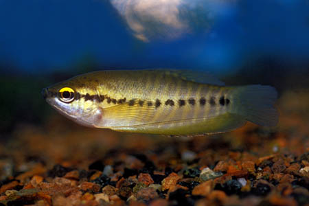 Trichopodus pectoralis photo